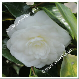 Camellia Japonica 'Campsii'