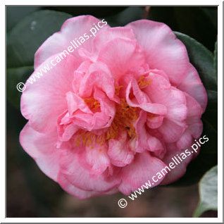 Camellia Japonica 'Can Can'