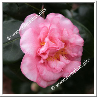 Camellia Japonica 'Can Can'