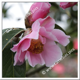 Camellia Reticulata 'Canadian Capers'