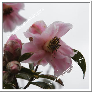 Camellia Reticulata 'Canadian Capers'