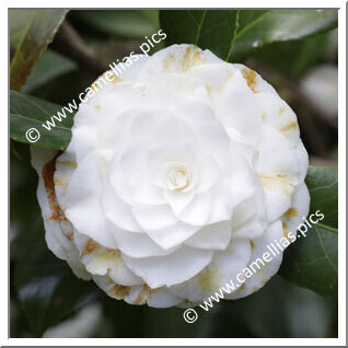 Camellia Japonica 'Candidissima'