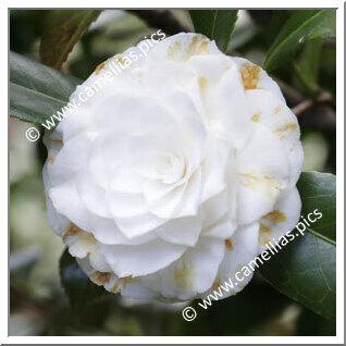 Camellia Japonica 'Candidissima'