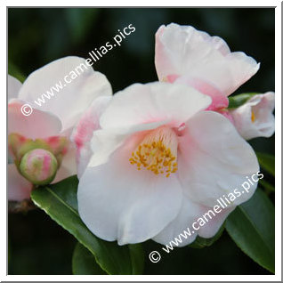 Camellia Hybrid 'Candle Glow'