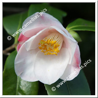 Camellia Hybrid 'Candle Glow'