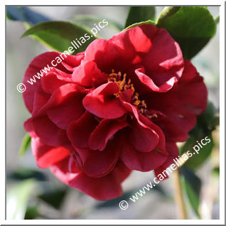 Camellia Japonica 'Candy Apple'