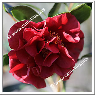 Camellia Japonica 'Candy Apple'