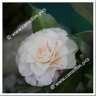 Camellia Japonica 'Candy Cane'