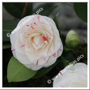 Camellia Japonica 'Candy Cane'