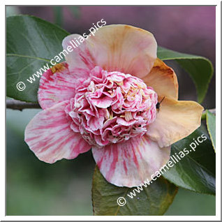 Camellia Japonica 'Candy Mint'