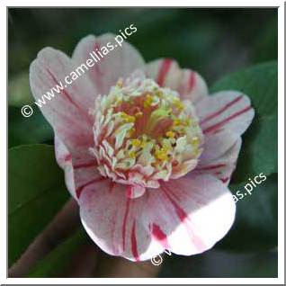 Camellia Japonica 'Candy Mint'