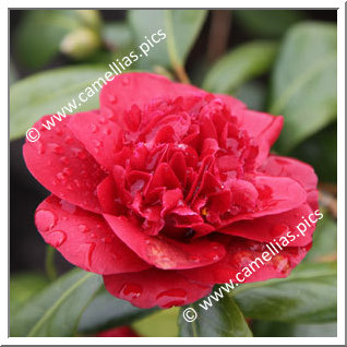 Camellia Japonica 'Canterbury'