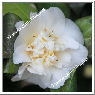 Camellia Japonica 'Caprice'