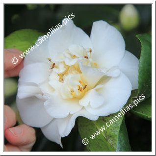 Camellia Japonica 'Caprice'