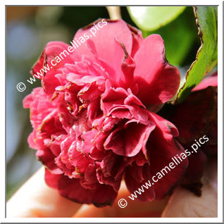 Camellia Japonica 'Captain Blood '