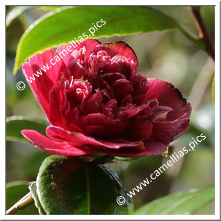 Camellia Japonica 'Captain Blood '