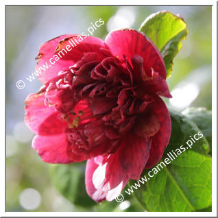 Camellia Japonica 'Captain Blood '