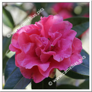Camellia Reticulata 'Captain Rawes'