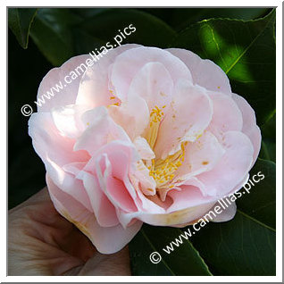 Camellia Japonica 'Cara Mia'