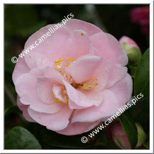 Camellia Japonica 'Cara Mia'