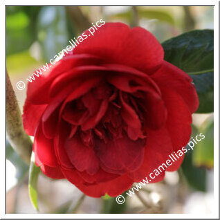Camellia Japonica 'Carbonara'