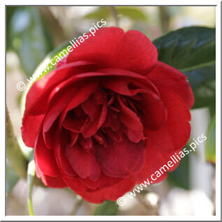 Camellia Japonica 'Carbonara'