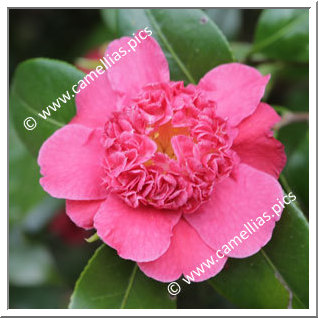 Camellia Japonica 'Cardinal's Cap'