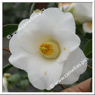 Camellia Japonica 'Carina'