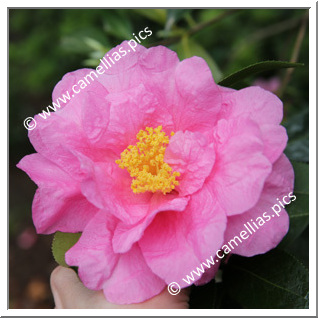 Camellia Hybrid 'Carl Tourje'