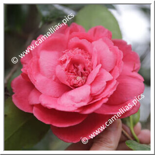 Camellia Japonica 'Carlotta Grisi'
