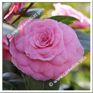 Camellia Japonica 'Carlotta Nencini'