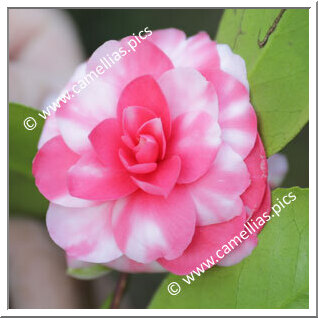 Camellia Japonica 'Carlotta Papudoff'