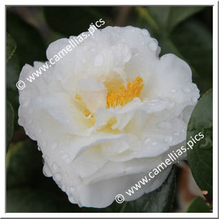 Camellia Hybrid C.x williamsii 'E.T.R. Carlyon'