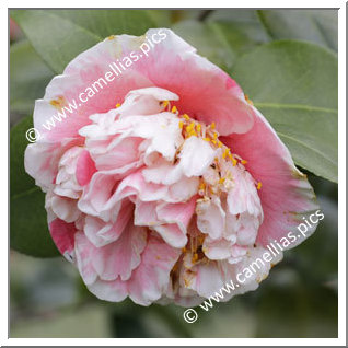 Camellia Japonica 'Carnival Princess'