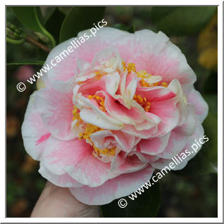 Camellia Japonica 'Carnival Princess'