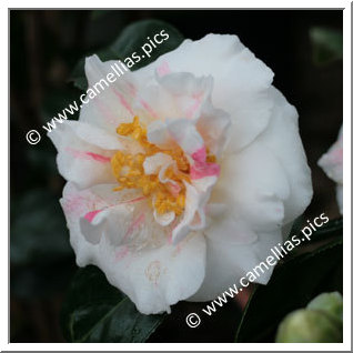 Camellia Japonica 'Carol Lynn'