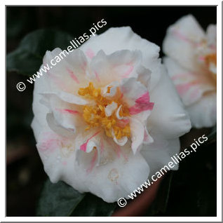 Camellia Japonica 'Carol Lynn'