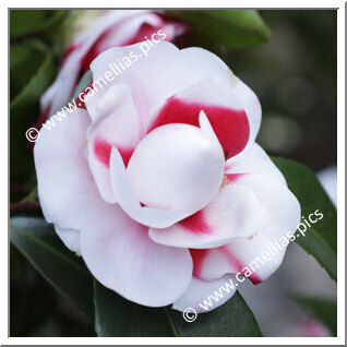 Camellia Japonica 'Carolina Celesia'