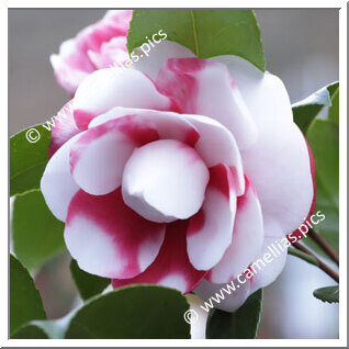 Camellia Japonica 'Carolina Celesia'