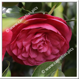 Camellia Japonica 'Carolinea'