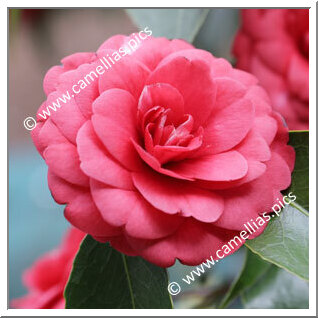 Camellia Japonica 'Carolinea'