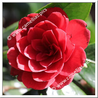 Camellia Japonica 'Caroll Lennard'