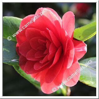 Camellia Japonica 'Caroll Lennard'