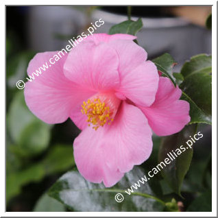 Camellia Hybride C.x williamsii 'Carolyn Williams'