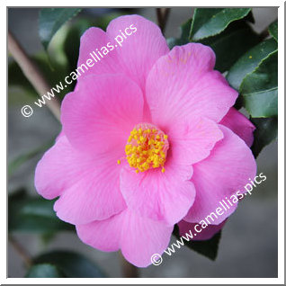 Camellia Hybrid C.x williamsii 'Carolyn Williams'