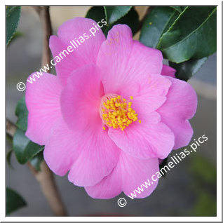 Camellia Hybrid C.x williamsii 'Carolyn Williams'