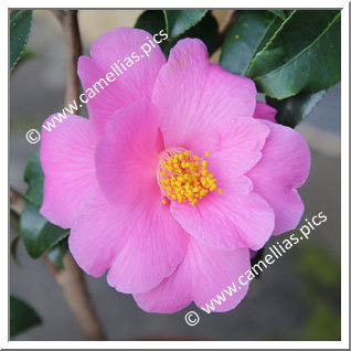 Camellia Hybrid C.x williamsii 'Carolyn Williams'