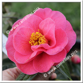 Camellia Japonica 'Carquefou'