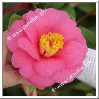 Camellia Japonica 'Carquefou'