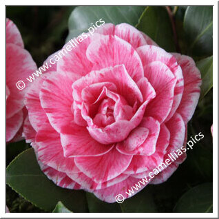Camellia Japonica 'Carter's Sunburst Blush'